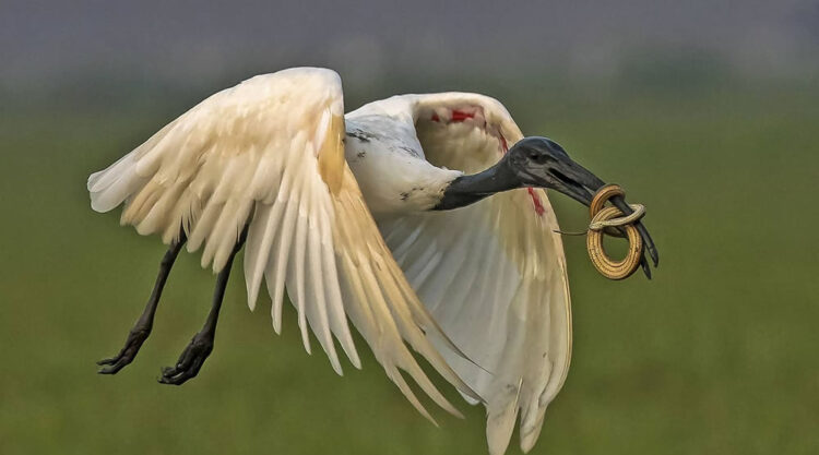 Beautiful Indian Bird Photography By Jayeeta Chowdhury