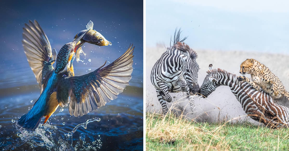 25 Fantastic Nature-Winning Photos From The London Photography Awards