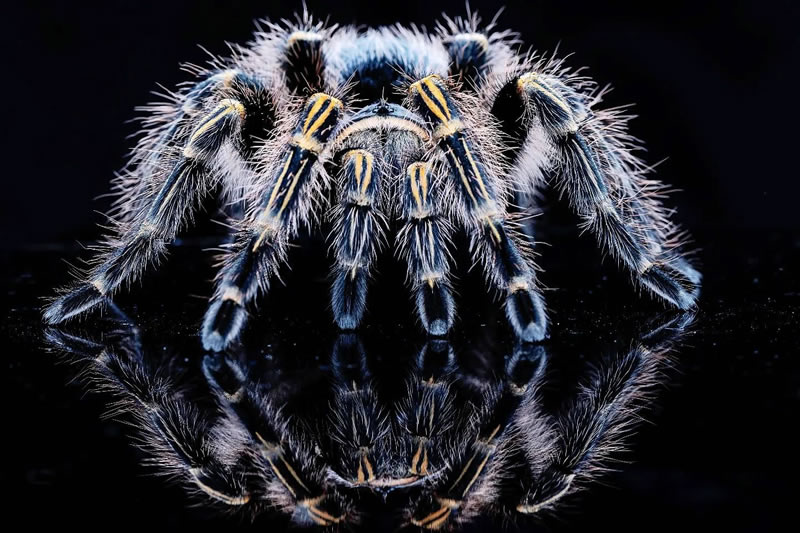 Breathtaking Close-Up Portraits Of Animals By Dzulfikri