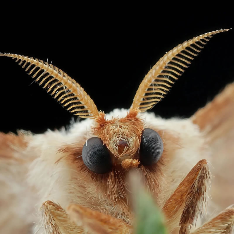 Breathtaking Close-Up Portraits Of Animals By Dzulfikri