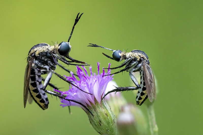 Breathtaking Close-Up Portraits Of Animals By Dzulfikri