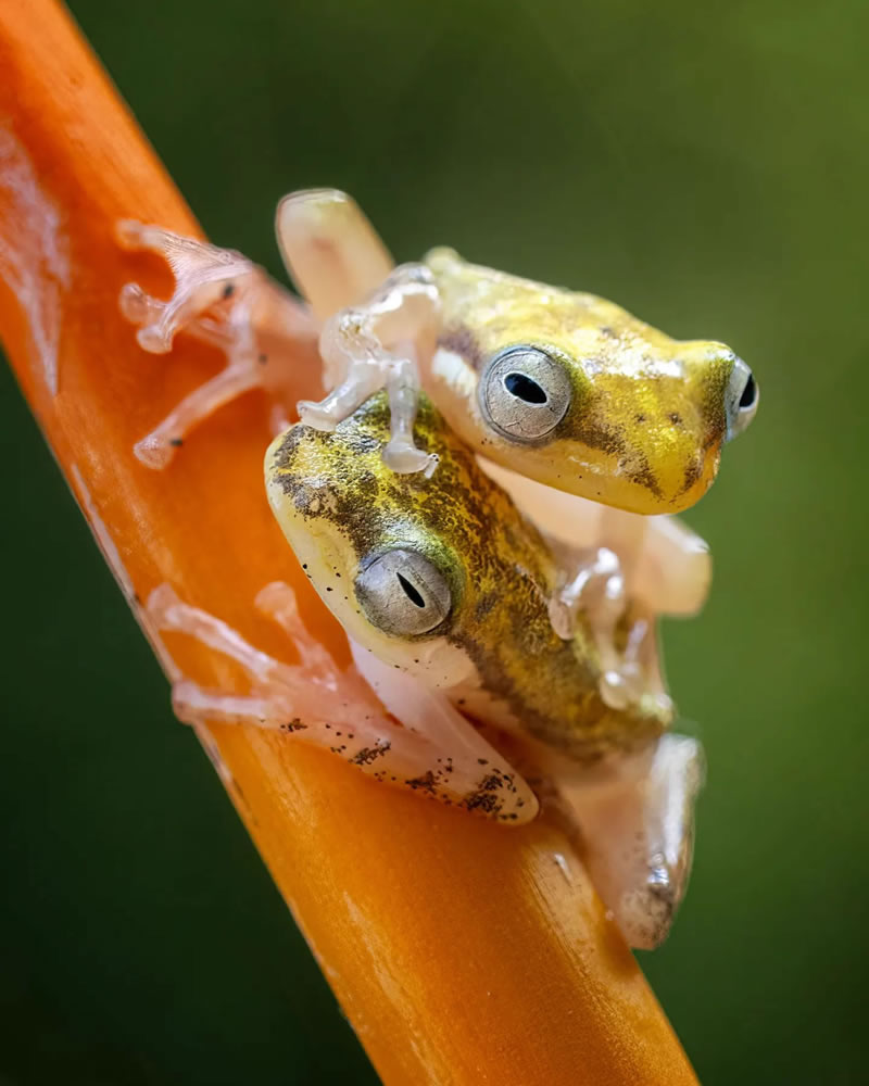 Breathtaking Close-Up Portraits Of Animals By Dzulfikri