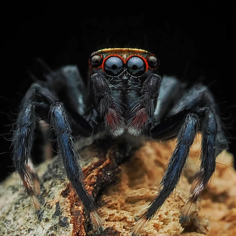 Breathtaking Close-Up Portraits Of Animals By Dzulfikri