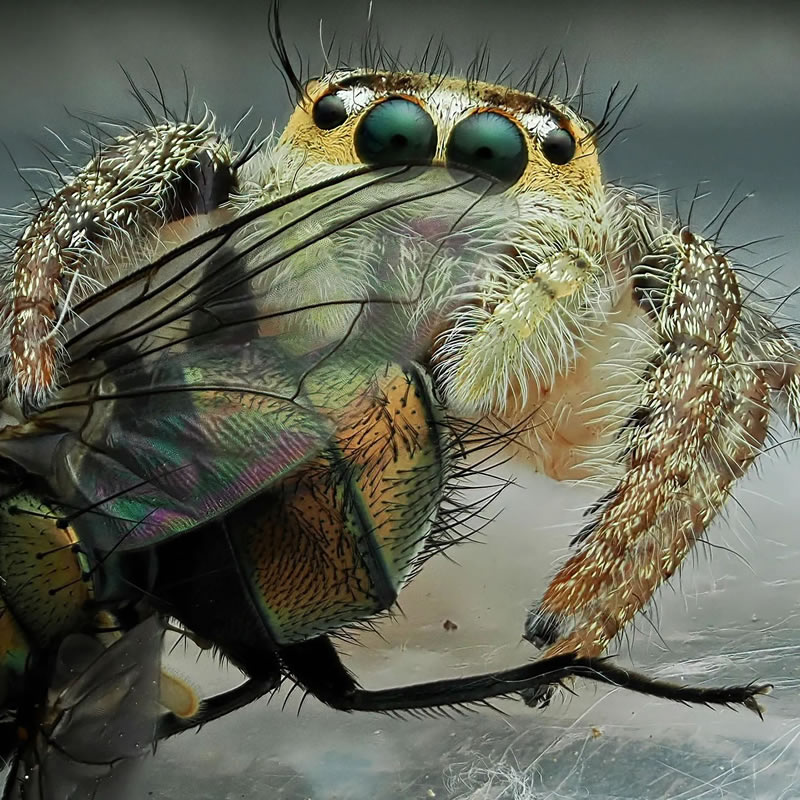 Breathtaking Close-Up Portraits Of Animals By Dzulfikri