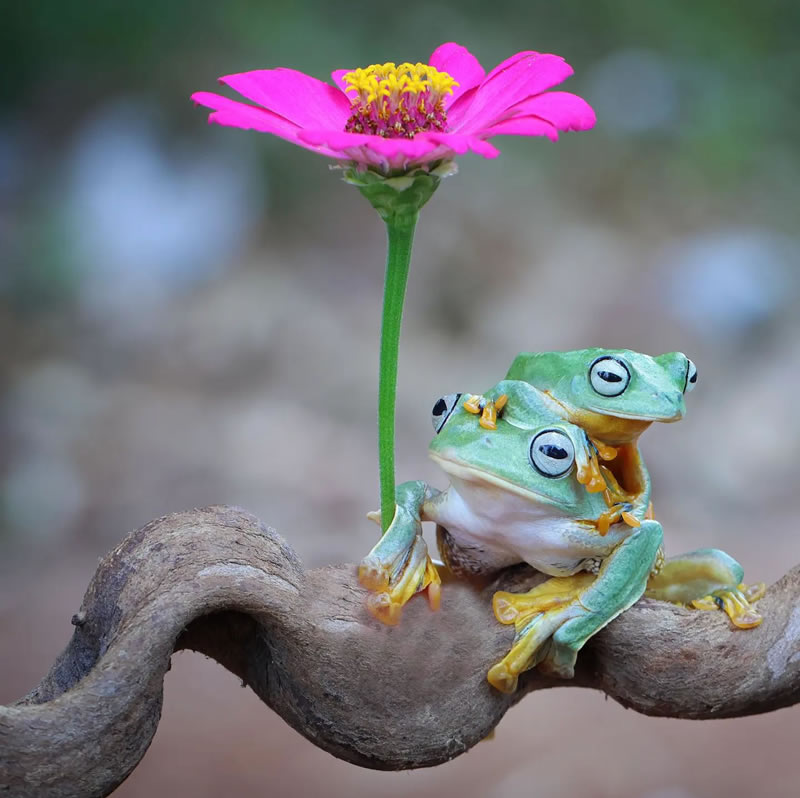 Breathtaking Close-Up Portraits Of Animals By Dzulfikri