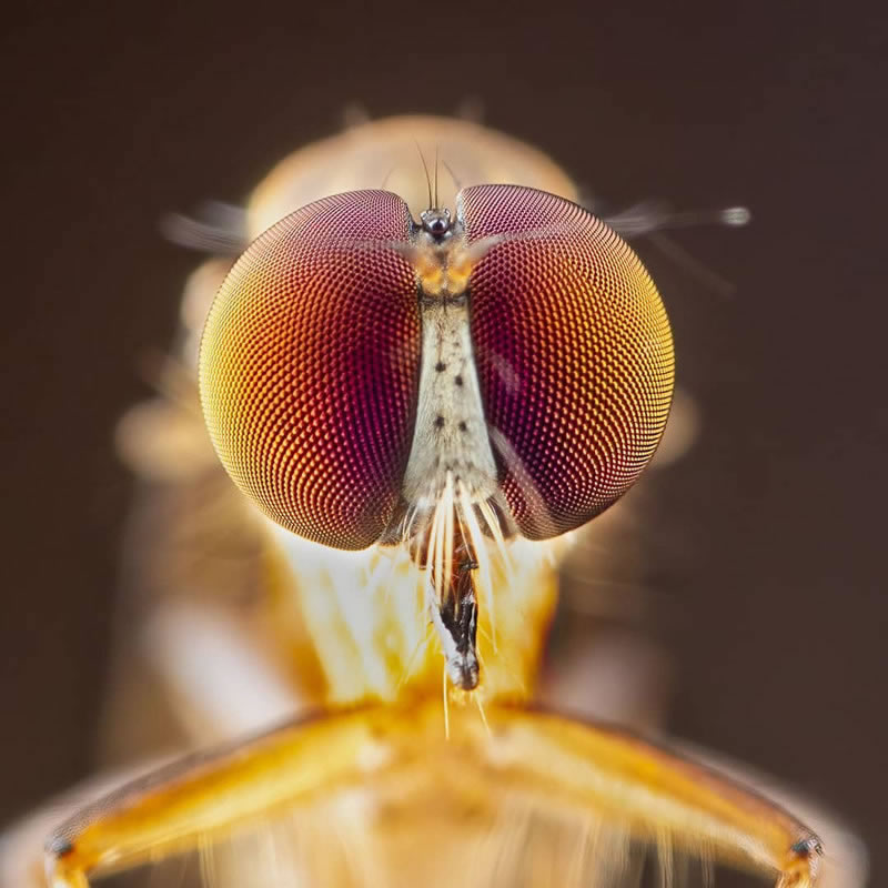 Breathtaking Close-Up Portraits Of Animals By Dzulfikri