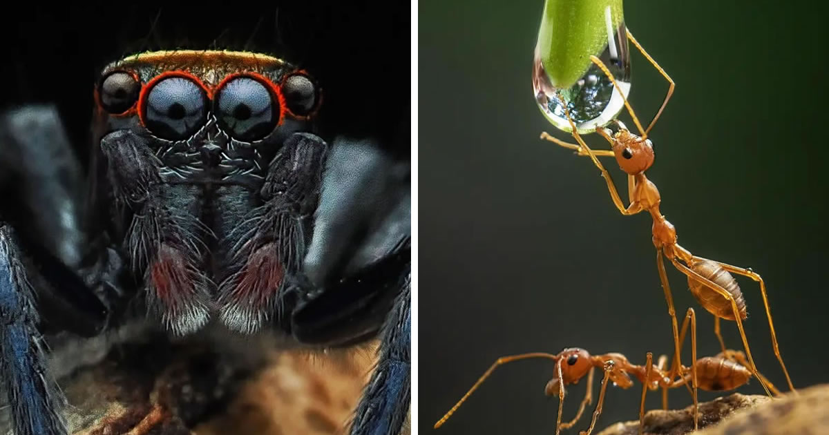 Photographer Dzulfikri Captures Breathtaking Close-Up Portraits Of Animals