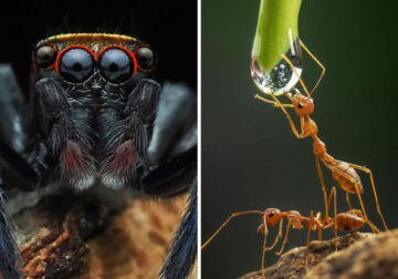 Breathtaking Close-Up Portraits Of Animals By Dzulfikri