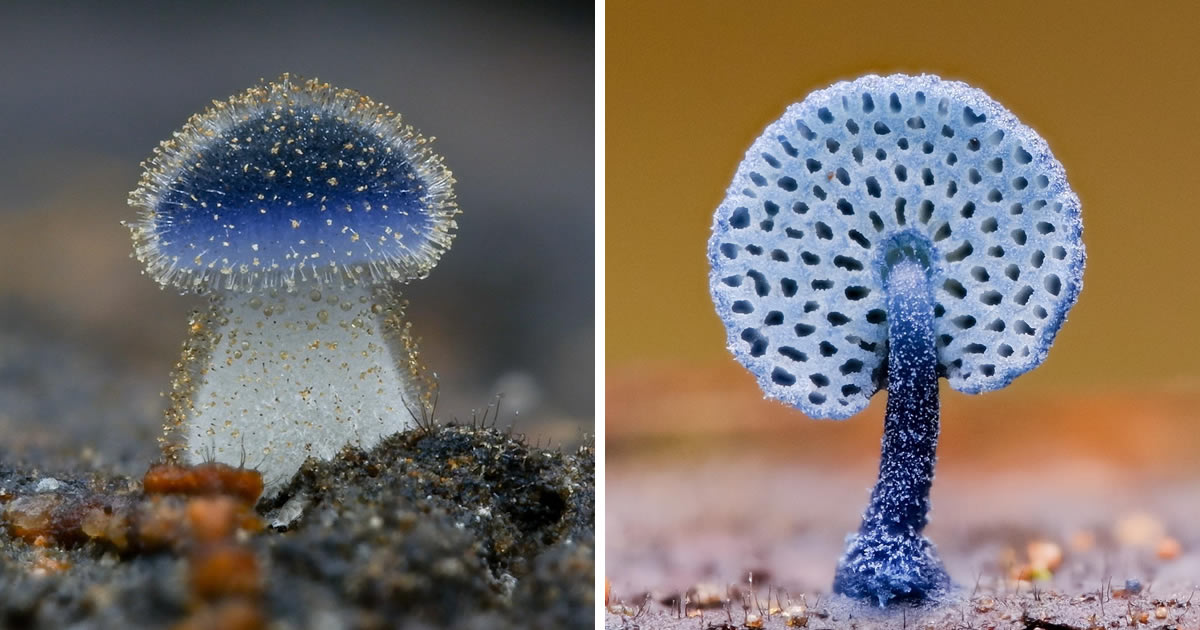 Photographer Eric Cho Captures Mesmerizing Macro Photos Of Fungi