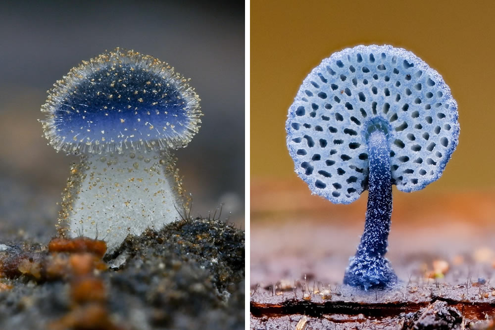 Macro Photos Of Fungi by Eric Cho