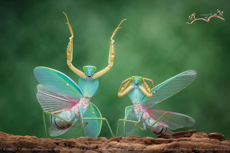 Insects Photography By Pang Way