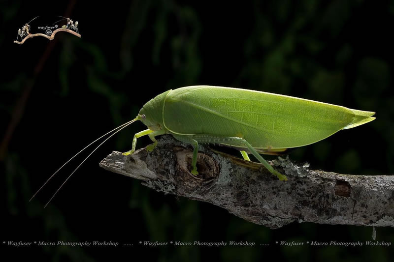Insects Photography By Pang Way