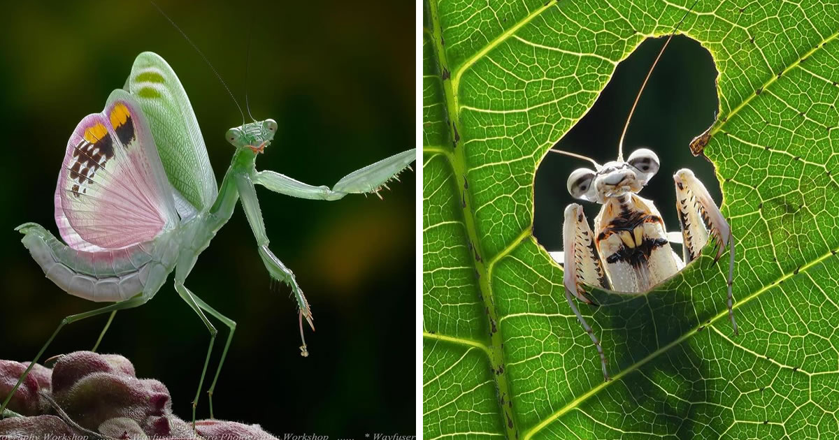 The Enchanting World of Insects, Amazingly Captured By Malaysian Photographer Pang Way