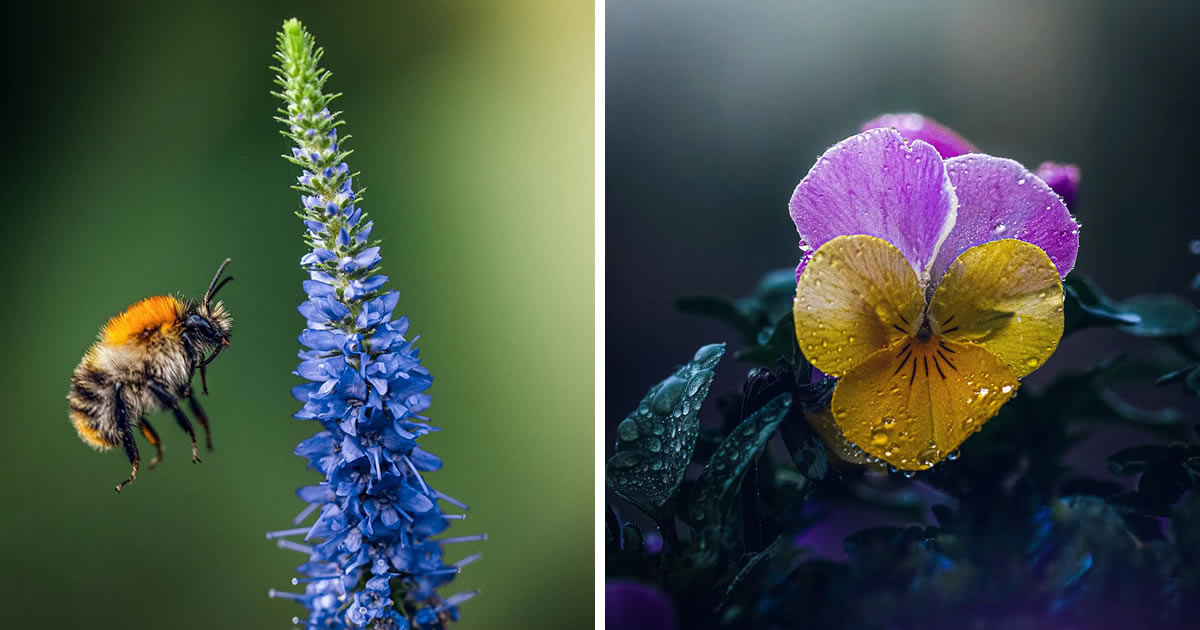 This Dutch Photographer Captures Stunning Macro Photos Of Insects And Flowers