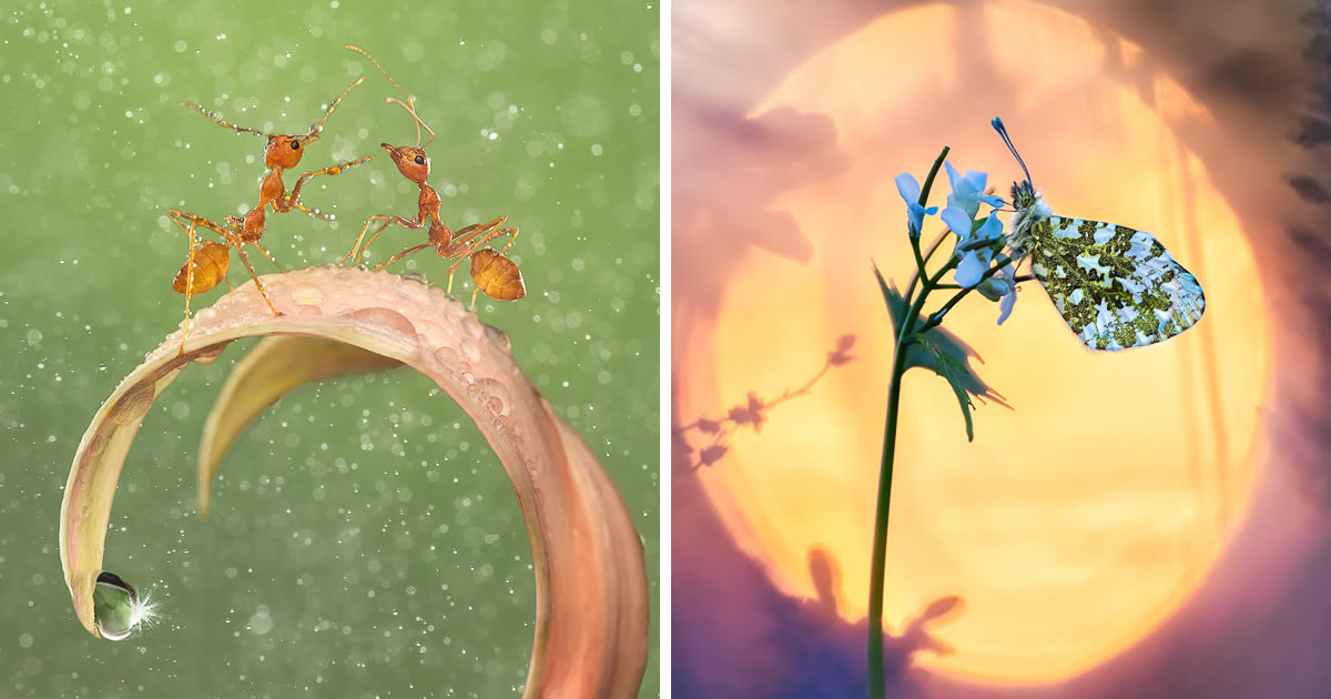 30 Mesmerizing Macro Photos From Garden Photographer Of The Year Awards