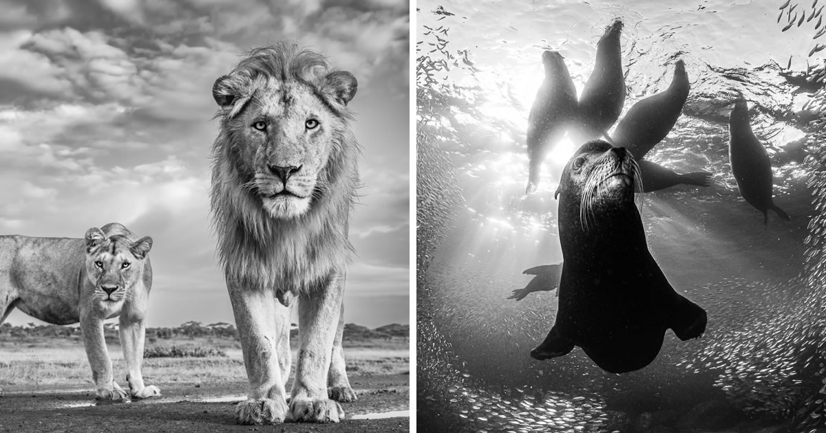 30 Incredible Winning Photos From The Monochrome Black & White Photography Awards