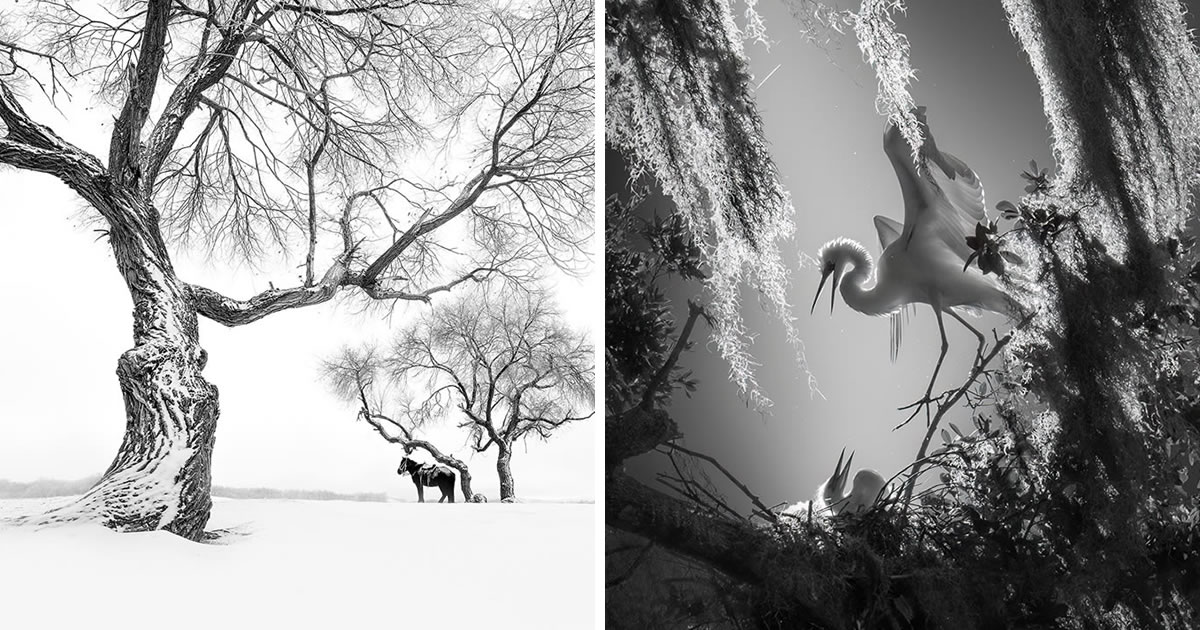20 Incredible Nature-Winning Photos From The Monochrome Photography Awards