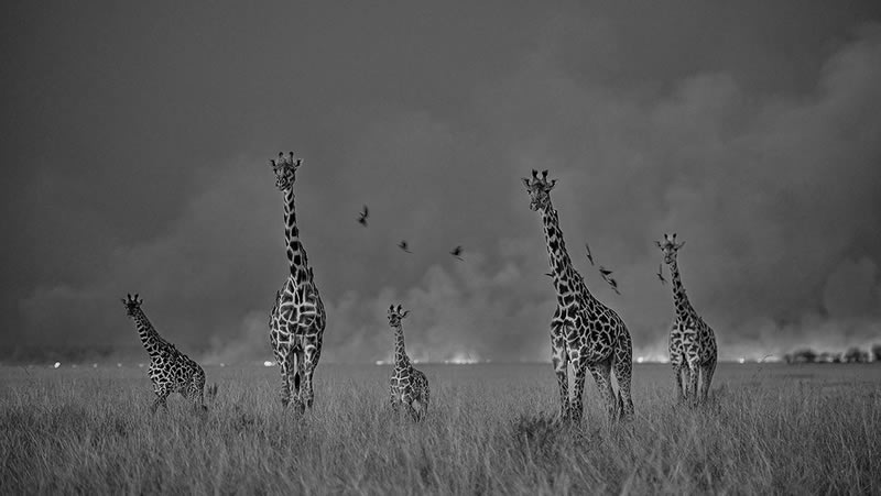 Wildlife Monochrome Black and White Photography Awards