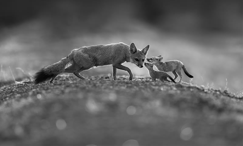 Wildlife Monochrome Black and White Photography Awards
