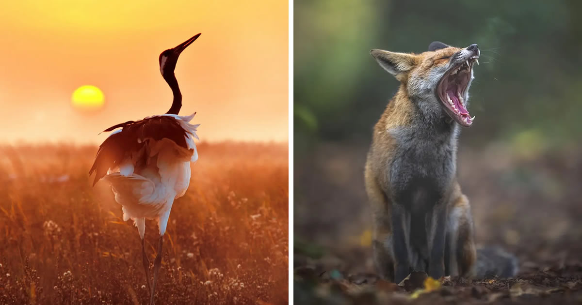 20 Splendid Wildlife And Bird Photos From The Nature Photography Contest