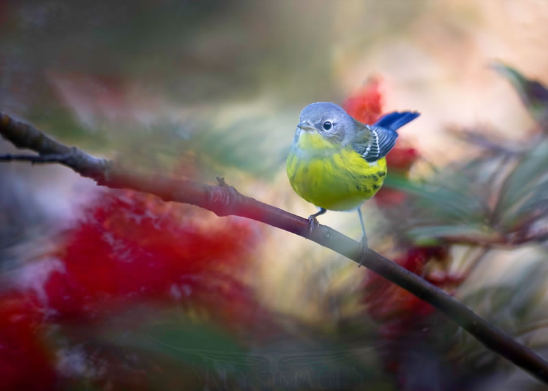 Beautiful Bird Photography By Scott Keys