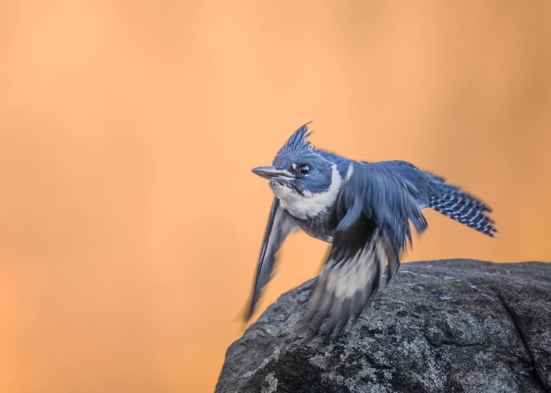 Beautiful Bird Photography By Scott Keys