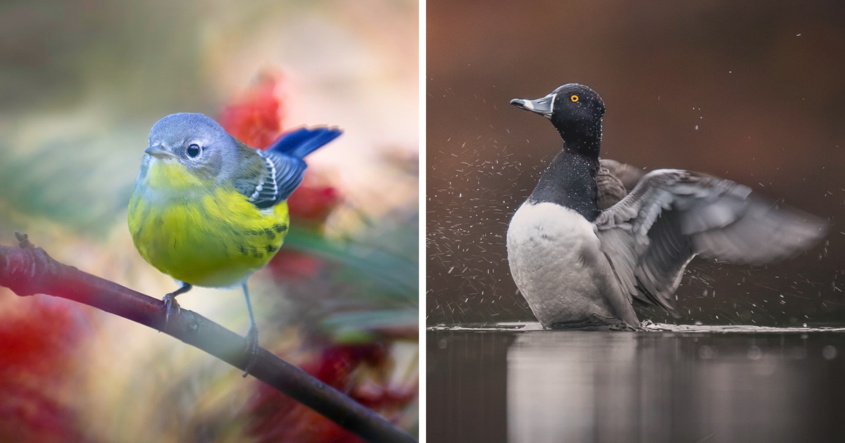 Avian Photographer Scott Keys Captures Beautiful Photos Of North American Birds