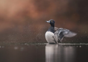 Beautiful Bird Photography By Scott Keys