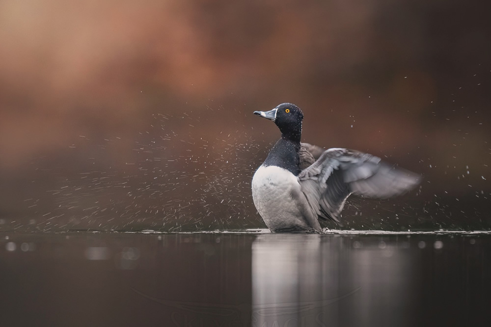 Beautiful Bird Photography By Scott Keys