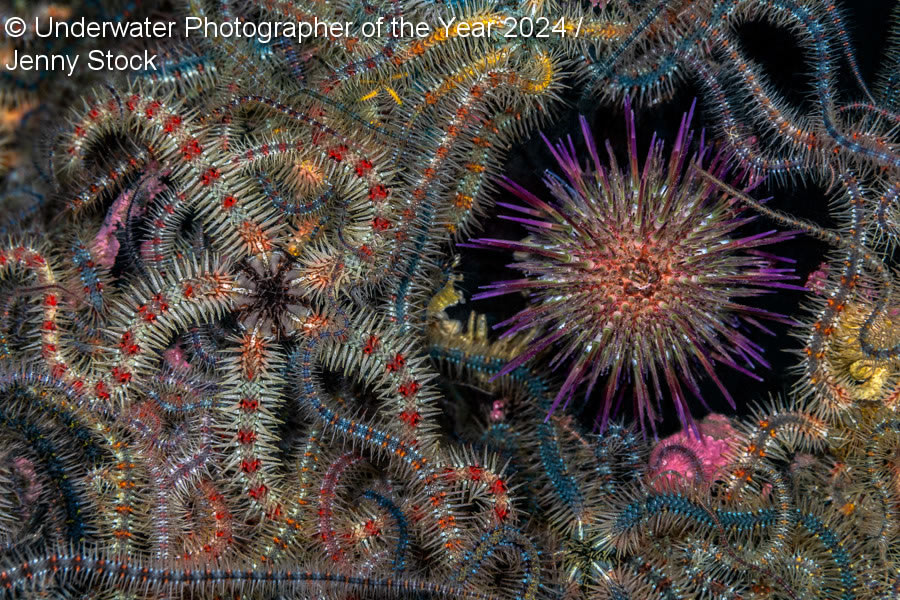 Underwater Photographer Of The Year 2024 Winners