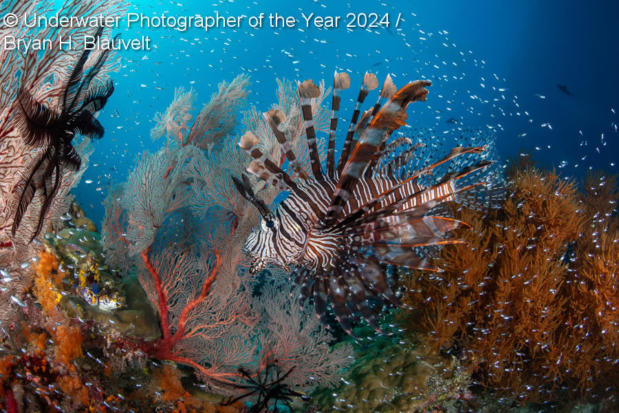 Underwater Photographer Of The Year 2024 Winners