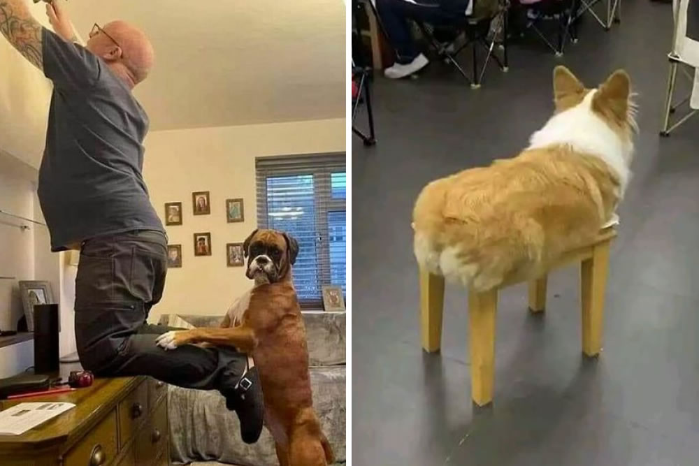 Funny Photos Without Context