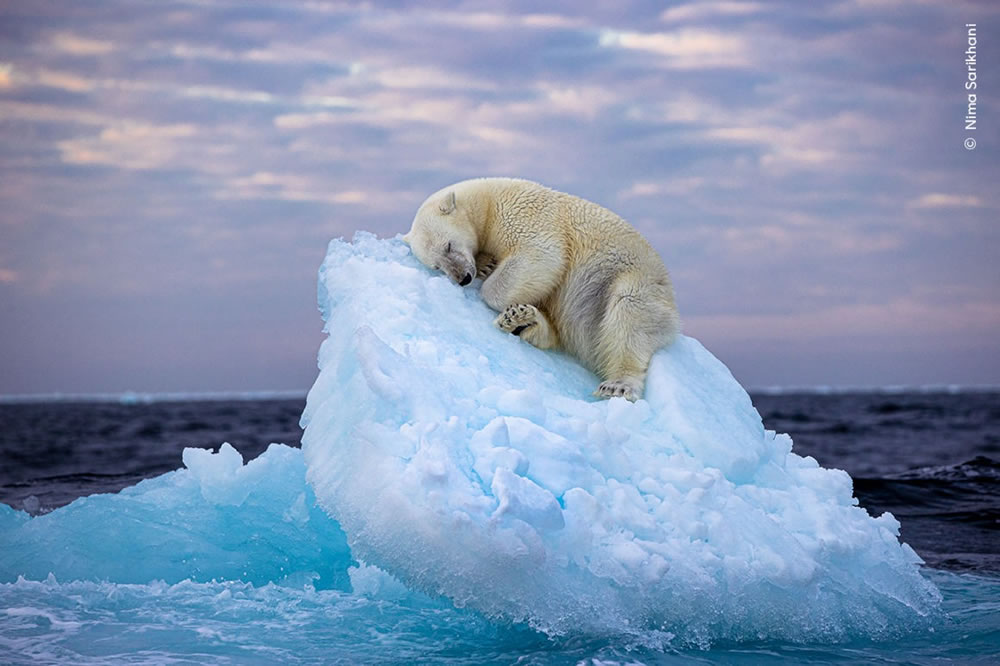 Sleepy Polar Bear Portrait Earns Top Honor in Wildlife Photographer of the Year People’s Choice Award