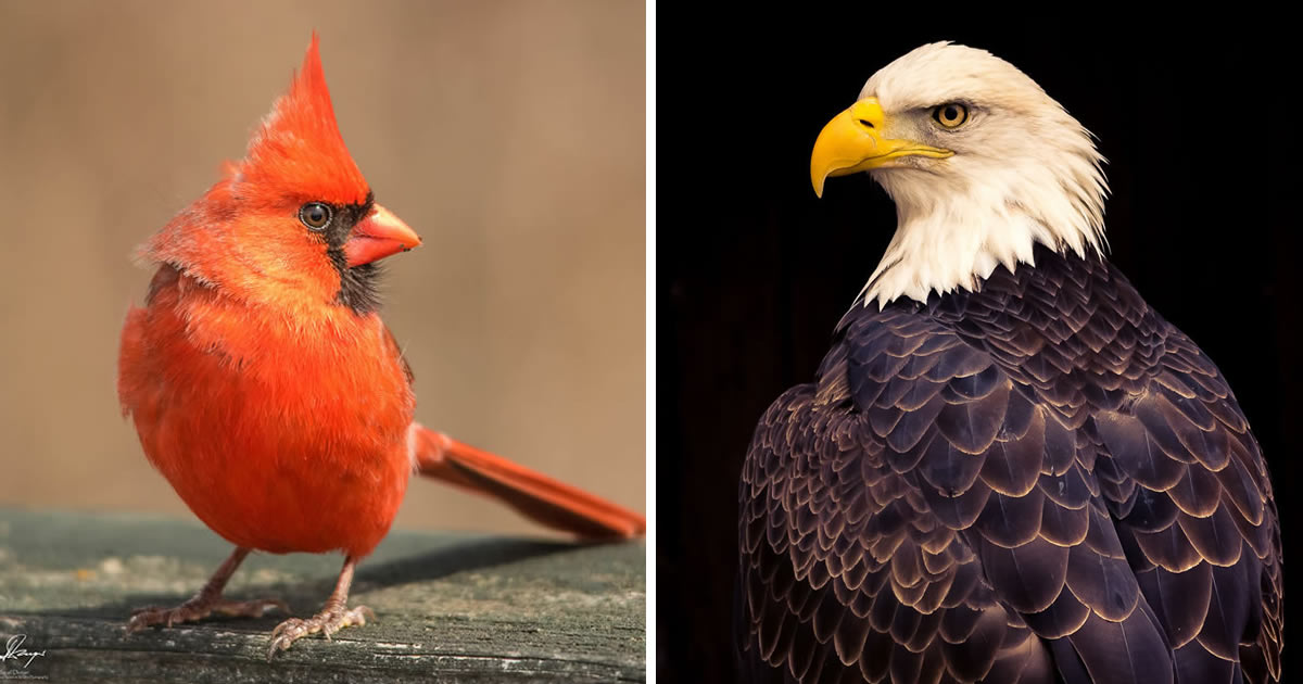 The Incredible Journey Of A Disabled Veteran Turned Wildlife Photographer