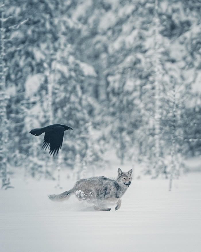 Arctic Wildlife Photography By Konsta Punkka