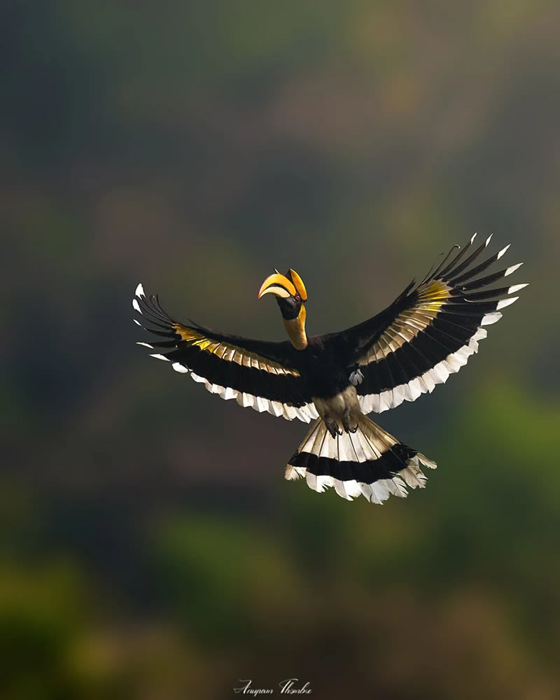 Beautiful Bird Photography For Inspiration