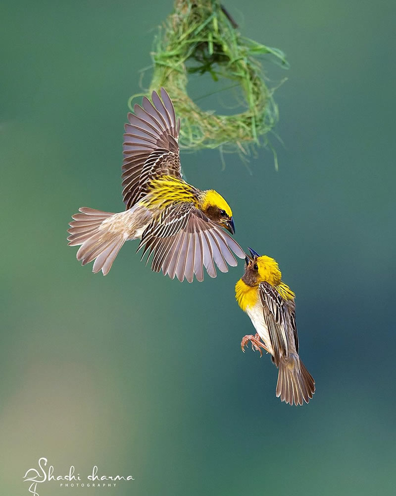 Beautiful Bird Photography For Inspiration