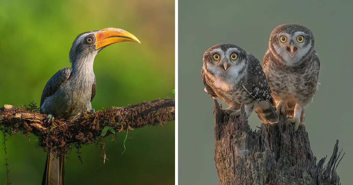 30 Captivating Bird Photographs For Your Inspiration