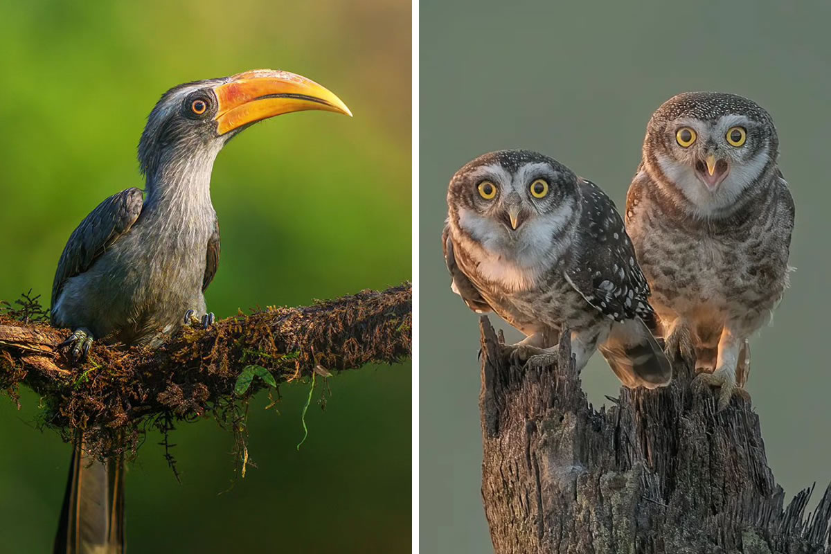 Beautiful Bird Photography For Inspiration