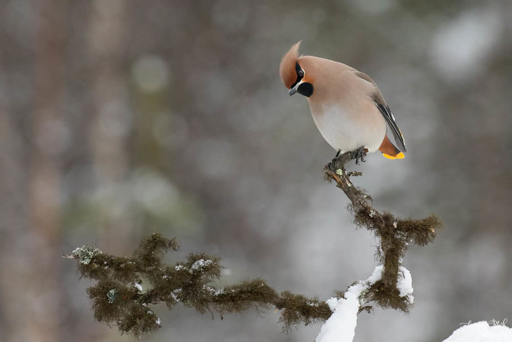 Bird Photography