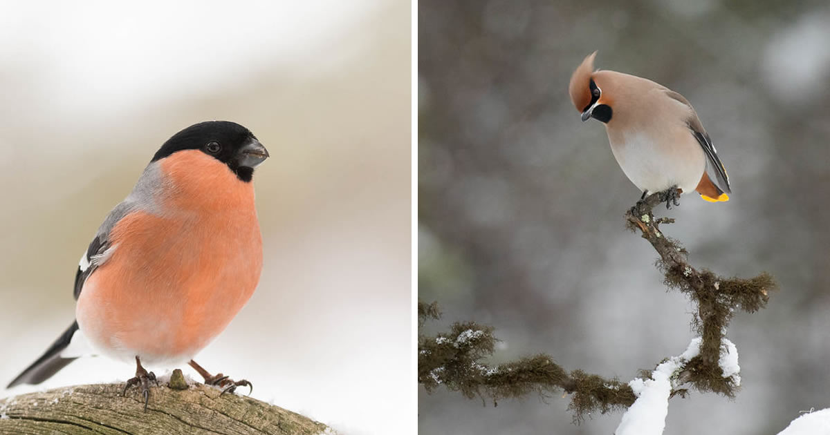 French Photographer Samuel Bloch Captures Colorful Birdlife Of Arctic Ocean