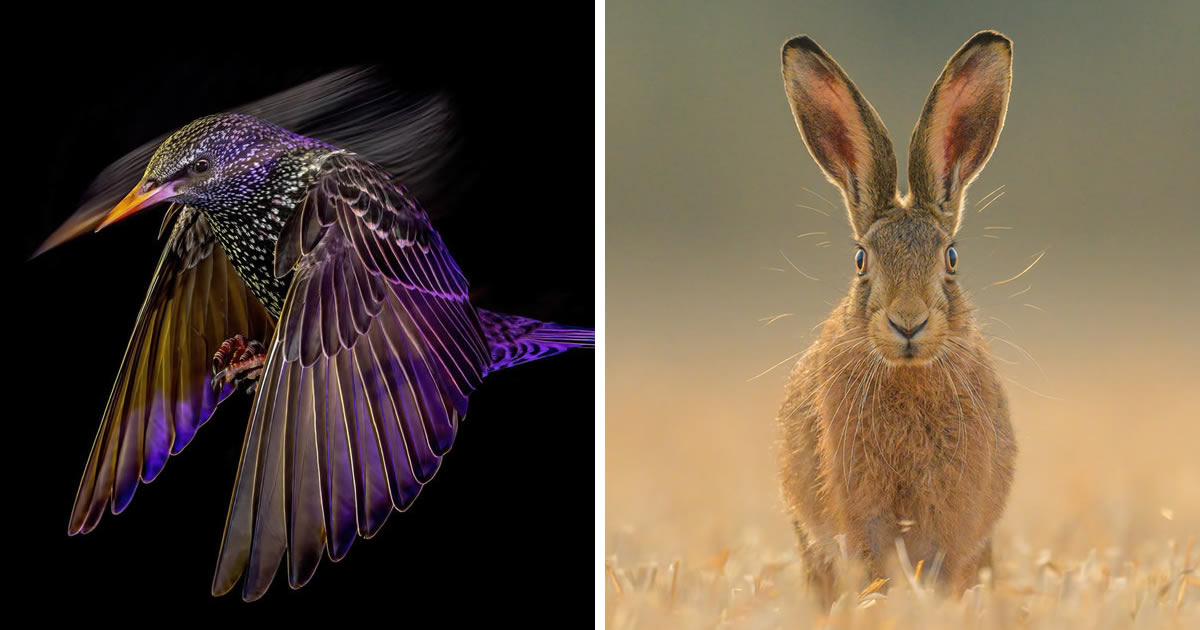 25 Incredible Winning Photos From The British Wildlife Photography Awards 2024