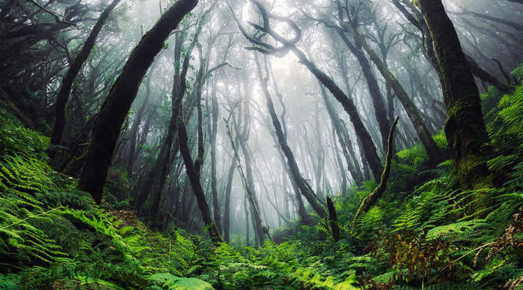 Landscapes Of The Canary Islands By Lukas Furlan