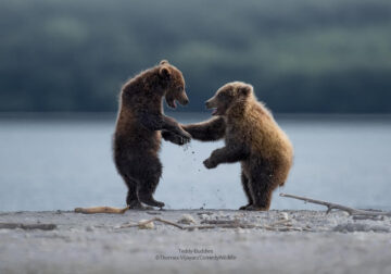 Comedy Wildlife Photography Awards