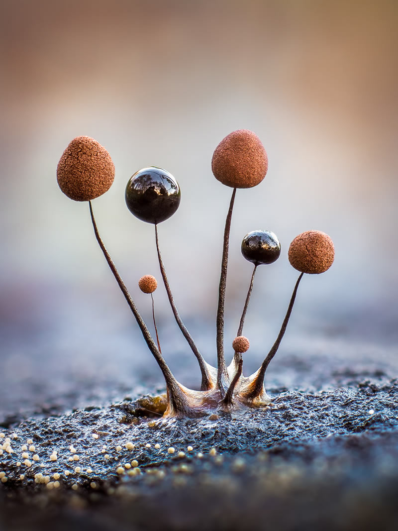 Fungi Photos Of From Garden Photographer Of The Year