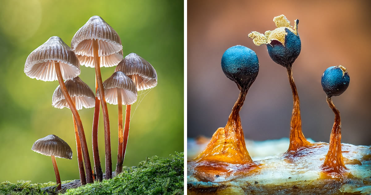 17 Beautiful Fungi Photos Of From Garden Photographer Of The Year Awards