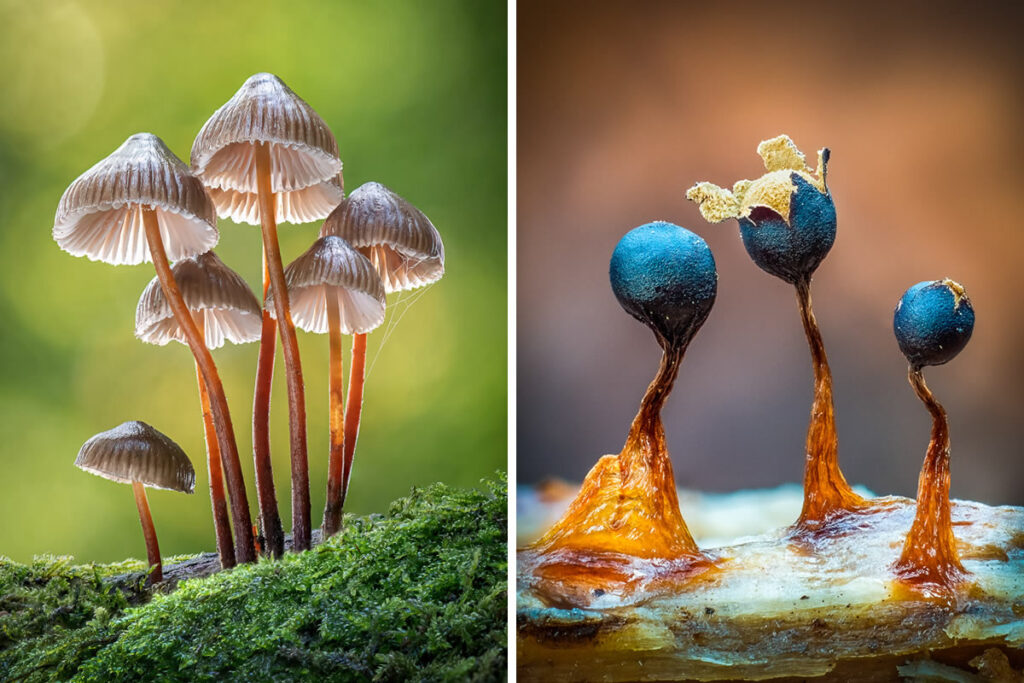 Fungi Photos Of From Garden Photographer Of The Year