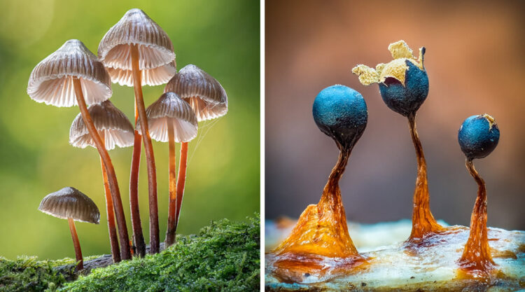 Fungi Photos Of From Garden Photographer Of The Year
