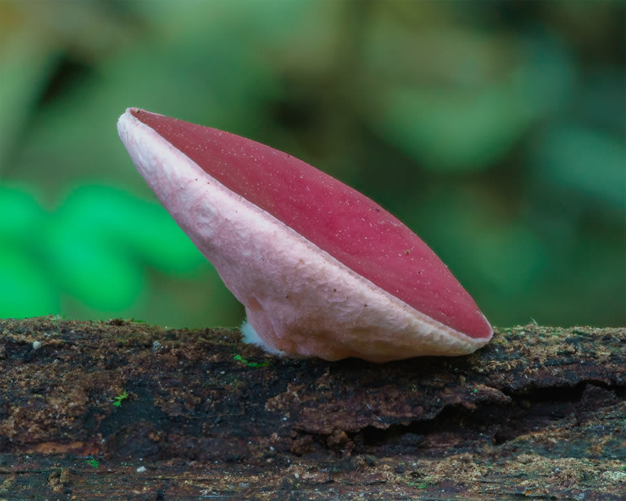 Macro Photos Of Fungi By Alison Pollack