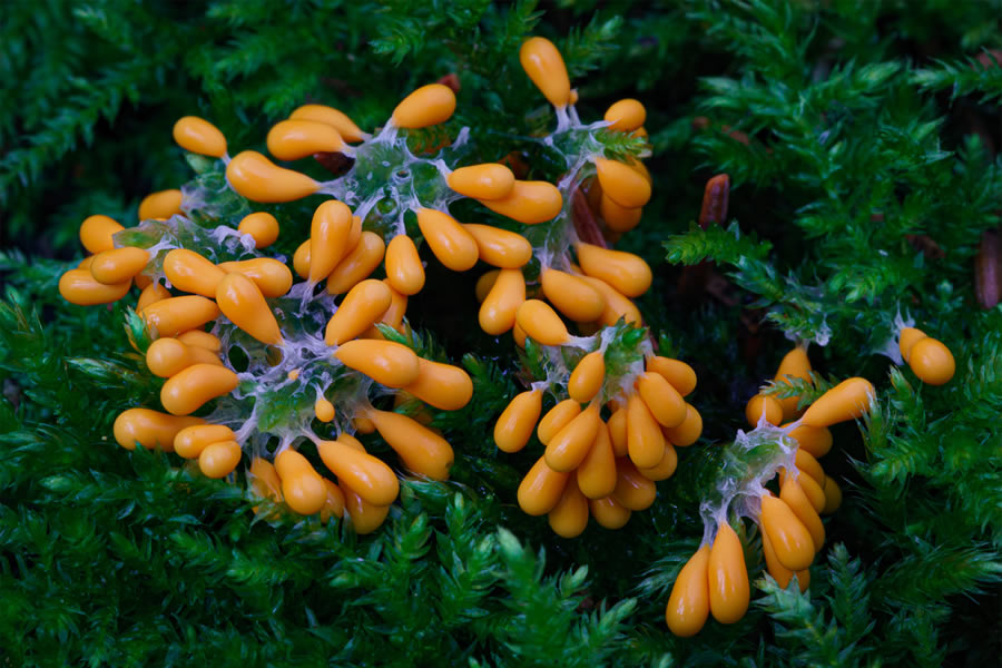 Macro Photos Of Fungi By Alison Pollack